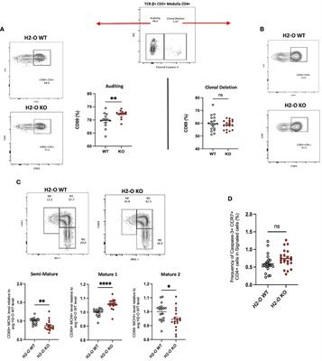 H2-O deficiency promotes regulatory T cell differentiation and CD4 T cell hyperactivity